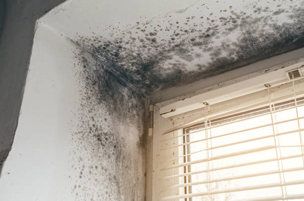 Trusted Black Mold Removal service in Troutville, PA - Cheap Mold Removal