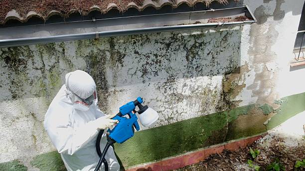 Top rated local Basement Mold Removal specialists in Troutville, PA